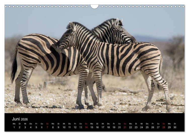 Produktbild: Zebras - Faszination der Streifen (Wandkalender 2026 DIN A3 quer), CALVENDO Monatskalender
