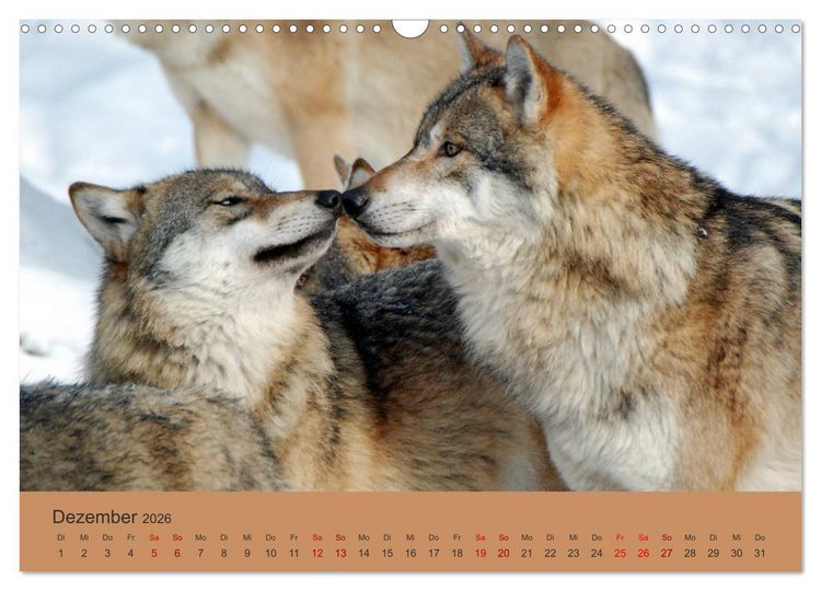 Produktbild: Begegnungen DER WOLF (Wandkalender 2026 DIN A3 quer), CALVENDO Monatskalender