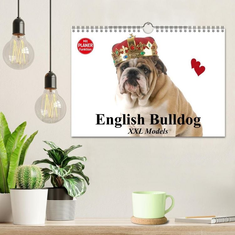 Produktbild: English Bulldog XXL Models (Wandkalender 2026 DIN A4 quer), CALVENDO Monatskalender