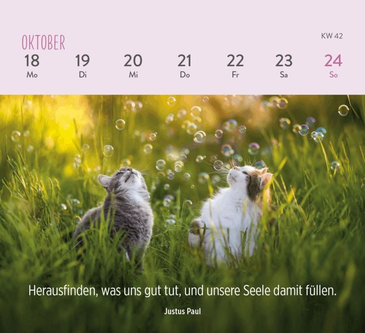 Produktbild: Mini-Wochenkalender 2027: F&uuml;r Katzenfreunde