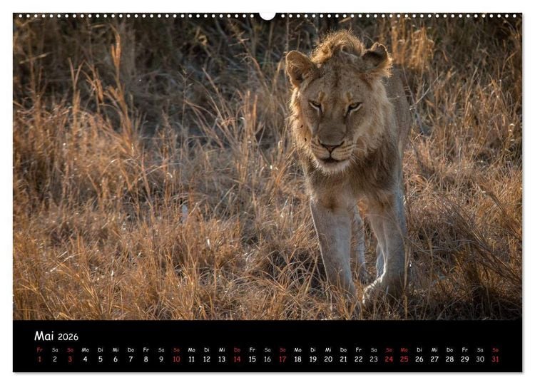 Produktbild: Tier-Momente in Afrika (hochwertiger Premium Wandkalender 2026 DIN A2 quer), Kunstdruck in Hochglanz