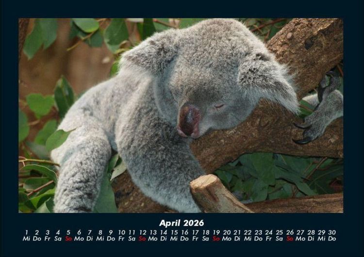 Produktbild: Koala 2026 Fotokalender DIN A4