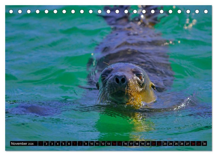 Produktbild: Naturparadies Galapagos - UNESCO Weltkulturerbe (Tischkalender 2026 DIN A5 quer), CALVENDO Monatskalender