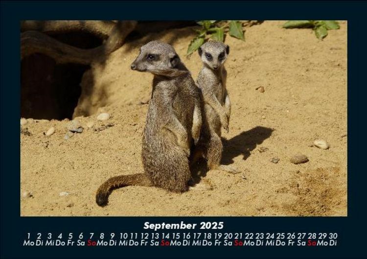 Produktbild: Welt der Tiere 2025 Fotokalender DIN A5