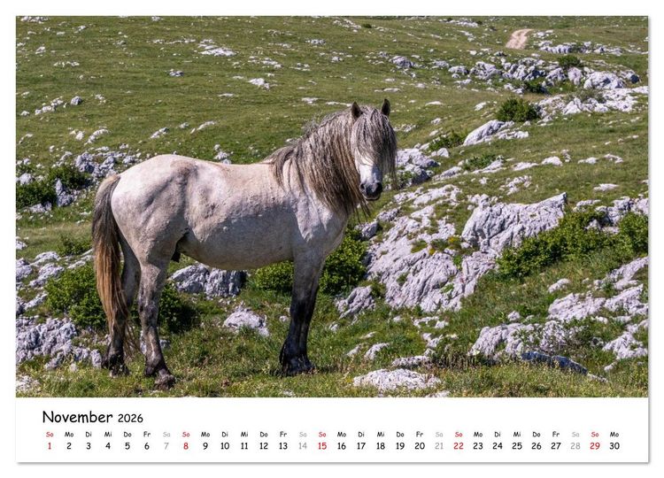 Produktbild: Wildpferde am Kruzi Plateau (Wandkalender 2026 DIN A3 quer), CALVENDO Monatskalender