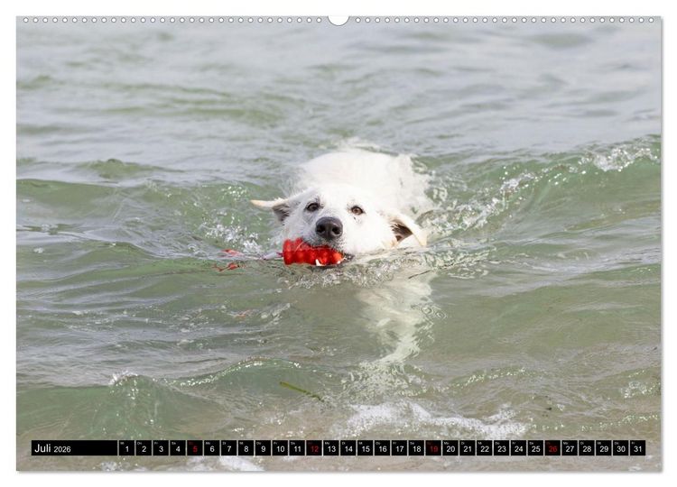 Produktbild: Berger Blanc Suisse - Weggef&auml;hrten auf 4 Pfoten (hochwertiger Premium Wandkalender 2026 DIN A2 quer), Kunstdruck in Hochglanz