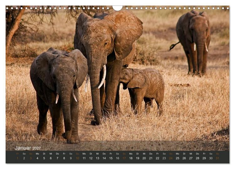 Produktbild: Elefanten (Wandkalender 2027 DIN A3 quer), CALVENDO Monatskalender