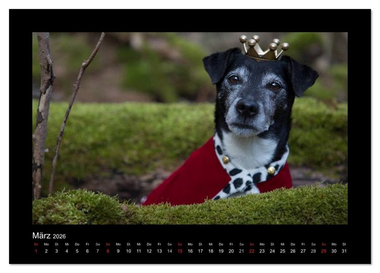 Produktbild: Jack Russell Terrier.....Ein Verwandlungsk&uuml;nstler namens Jake (hochwertiger Premium Wandkalender 2026 DIN A2 quer), Kunstdruck in Hochglanz