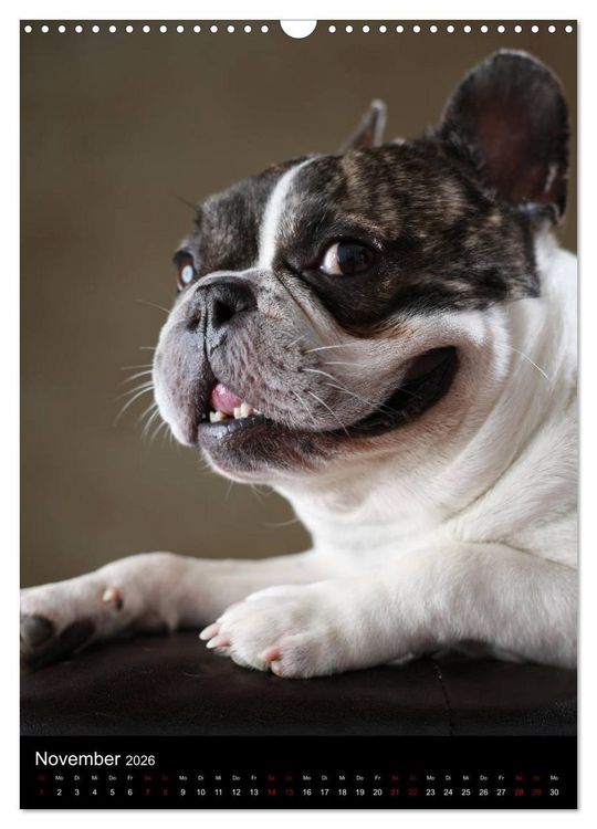 Produktbild: Bullys mit Charme - Franz&ouml;sische Bulldoggen im Portrait (Wandkalender 2026 DIN A3 hoch), CALVENDO Monatskalender