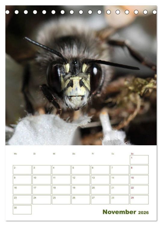 Produktbild: Wildbienen-Terminplaner 2026 (Tischkalender 2026 DIN A5 hoch), CALVENDO Monatskalender