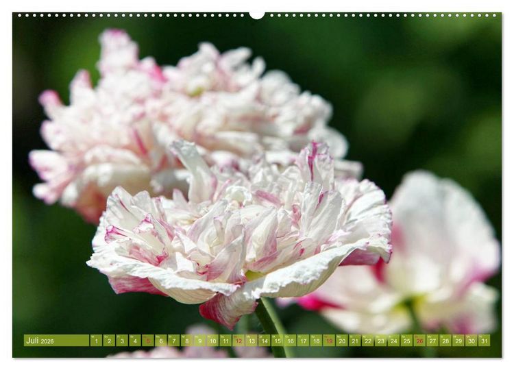 Produktbild: Mohn Tage (hochwertiger Premium Wandkalender 2026 DIN A2 quer), Kunstdruck in Hochglanz