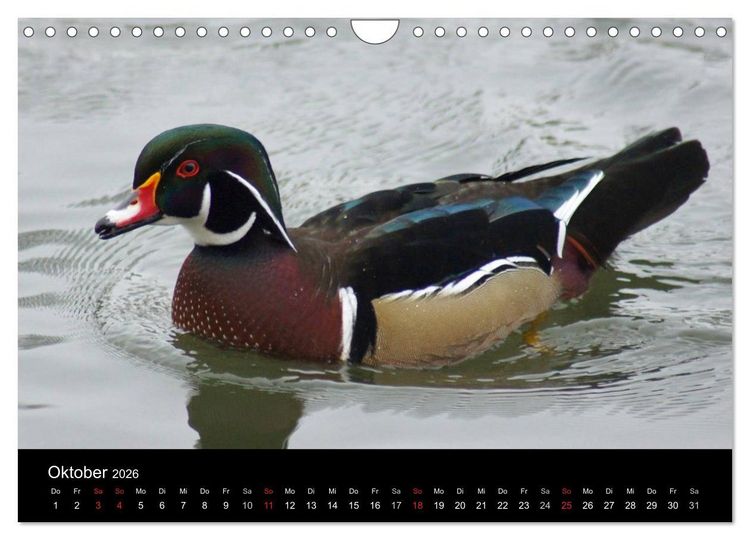 Produktbild: Das Leben der Enten (Wandkalender 2026 DIN A4 quer), CALVENDO Monatskalender
