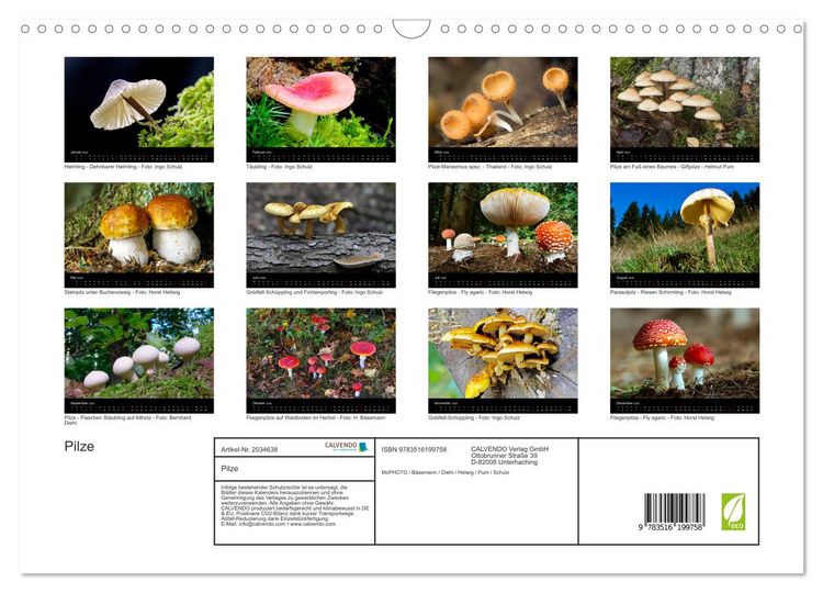 Produktbild: Pilze (Wandkalender 2026 DIN A3 quer), CALVENDO Monatskalender