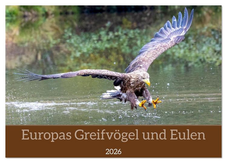 Produktbild: Europas Greifv&ouml;gel und Eulen (Wandkalender 2026 DIN A3 quer), CALVENDO Monatskalender