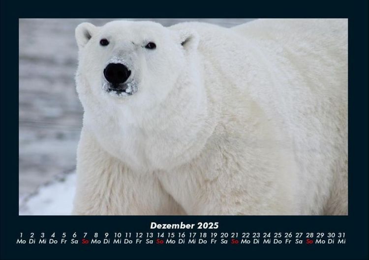Produktbild: Tiere in der Wildnis 2025 Fotokalender DIN A4