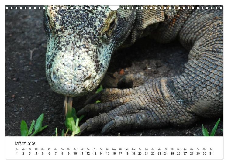 Produktbild: Faszination - Echsen (Wandkalender 2026 DIN A3 quer), CALVENDO Monatskalender