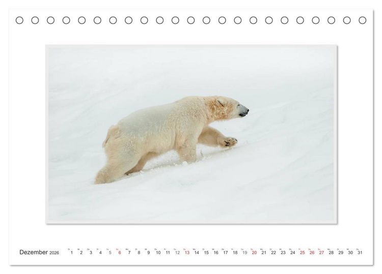 Produktbild: Emotionale Momente: Der Eisb&auml;r. (Tischkalender 2026 DIN A5 quer), CALVENDO Monatskalender