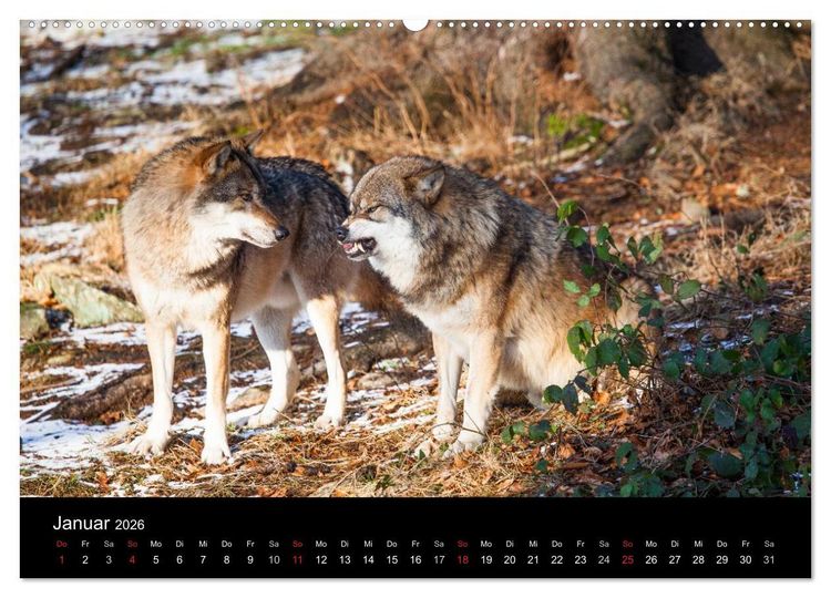 Produktbild: Tierkalender 2026 (hochwertiger Premium Wandkalender 2026 DIN A2 quer), Kunstdruck in Hochglanz