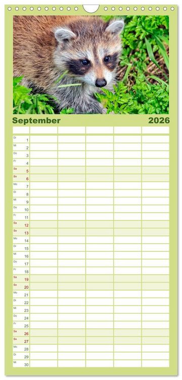 Produktbild: Familienplaner 2026 - Waschb&auml;r - Niedlicher Allesfresser mit 5 Spalten (Wandkalender, 21 x 45 cm) CALVENDO