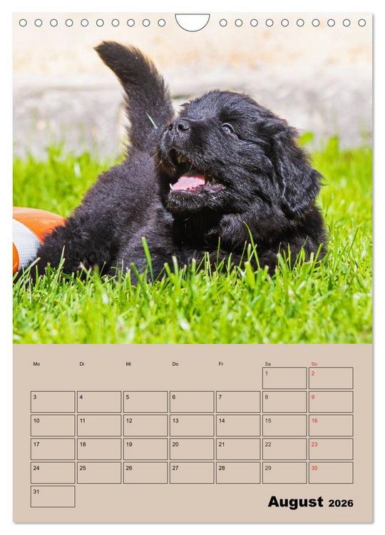 Produktbild: Familienplaner Neufundl&auml;nder Welpen (Wandkalender 2026 DIN A4 hoch), CALVENDO Monatskalender