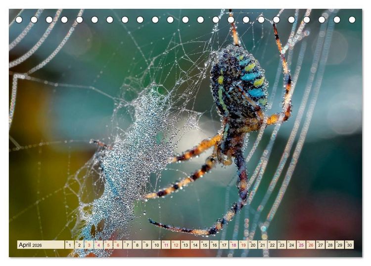 Produktbild: Spinnennetze - Wunder der Natur (Tischkalender 2026 DIN A5 quer), CALVENDO Monatskalender