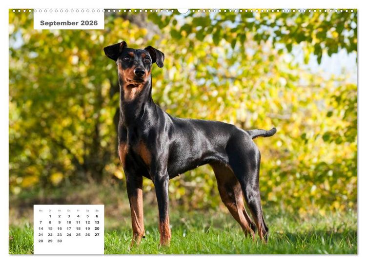 Produktbild: Rassehunde (hochwertiger Premium Wandkalender 2026 DIN A2 quer), Kunstdruck in Hochglanz