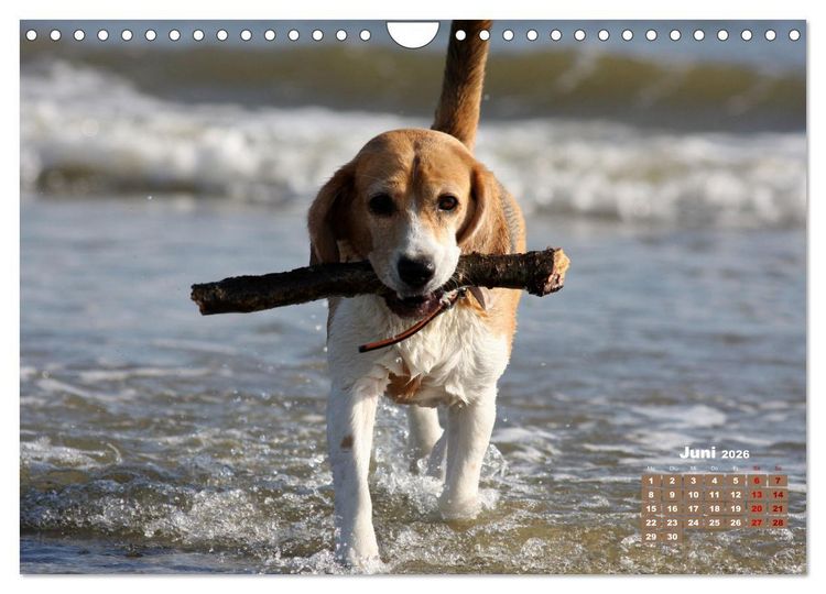 Produktbild: Ein Dalmatiner und ein Beagle - Auf der maritimen Jagd nach dem weltbesten Stock (Wandkalender 2026 DIN A4 quer), CALVENDO Monatskalender