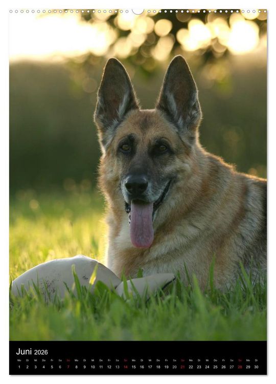 Produktbild: Deutscher Sch&auml;ferhund (hochwertiger Premium Wandkalender 2026 DIN A2 hoch), Kunstdruck in Hochglanz