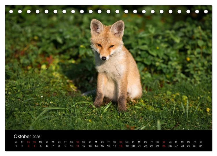 Produktbild: Joni, der kleine Fuchs (Tischkalender 2026 DIN A5 quer), CALVENDO Monatskalender