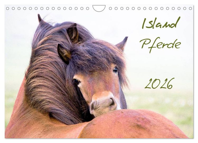 Produktbild: Islandpferde (Wandkalender 2026 DIN A4 quer), CALVENDO Monatskalender