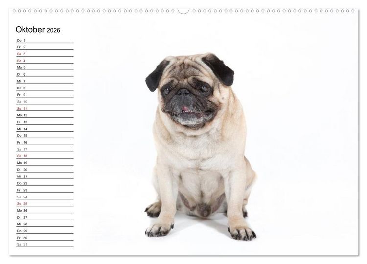 Produktbild: Mops - unwiderstehlich und charmant (hochwertiger Premium Wandkalender 2026 DIN A2 quer), Kunstdruck in Hochglanz