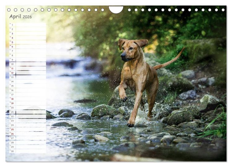 Produktbild: Rhodesian Ridgeback - Herzen auf vier Pfoten (Wandkalender 2026 DIN A4 quer), CALVENDO Monatskalender
