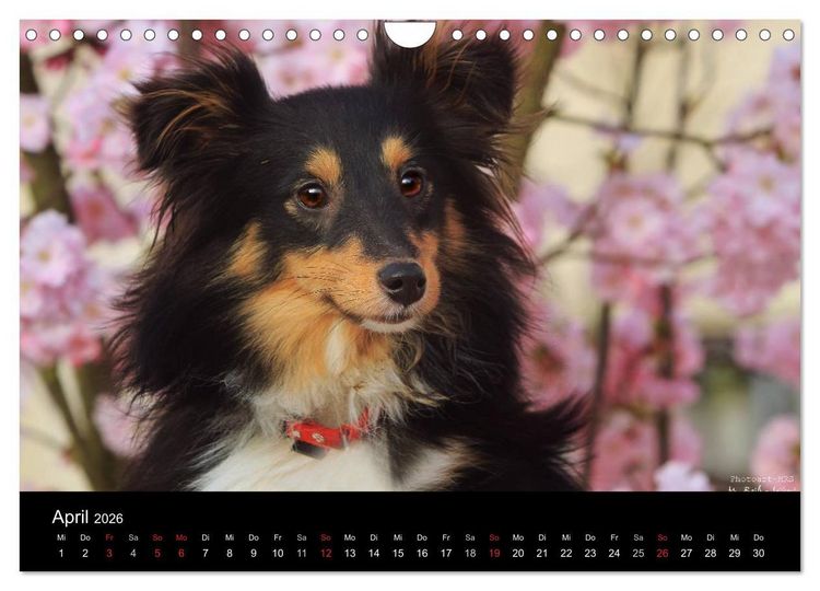 Produktbild: Shelties 2026 (Wandkalender 2026 DIN A4 quer), CALVENDO Monatskalender