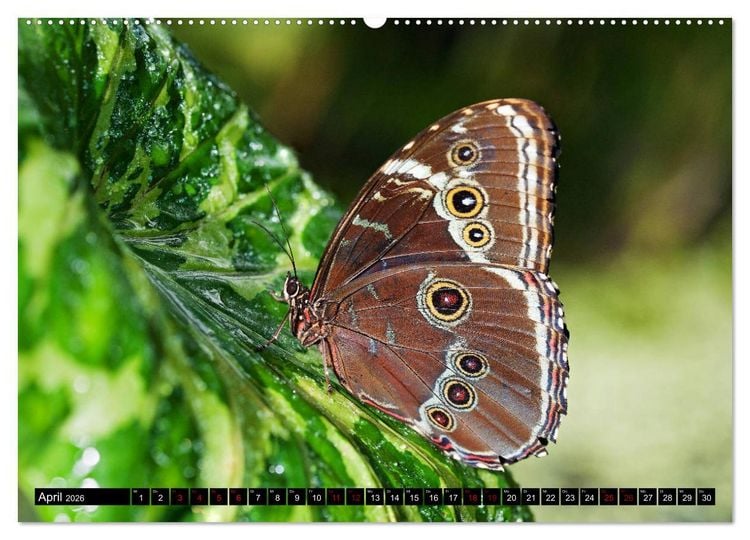 Produktbild: Fliegende Wunderwesen. Schmetterlinge weltweit, ganz nah (hochwertiger Premium Wandkalender 2026 DIN A2 quer), Kunstdruck in Hochglanz
