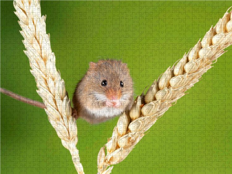 Produktbild: CALVENDO Puzzle Niedliche Zwergmaus balanciert zwischen zwei &Auml;hren. | 1000 Teile Lege-Gr&ouml;&szlig;e 64x48cm Foto-Puzzle f&uuml;r gl&uuml;ckliche Stunden