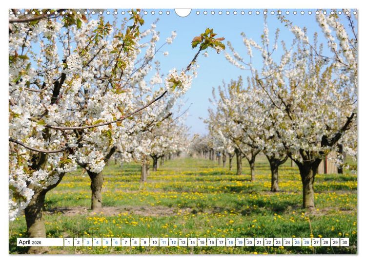 Produktbild: Land Brandenburg - Natur und Erholung im m&auml;rkischen Land (Wandkalender 2026 DIN A3 quer), CALVENDO Monatskalender