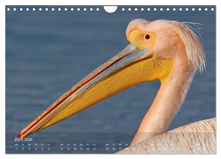 Produktbild: Pelikan-Kalender (Wandkalender 2026 DIN A4 quer), CALVENDO Monatskalender