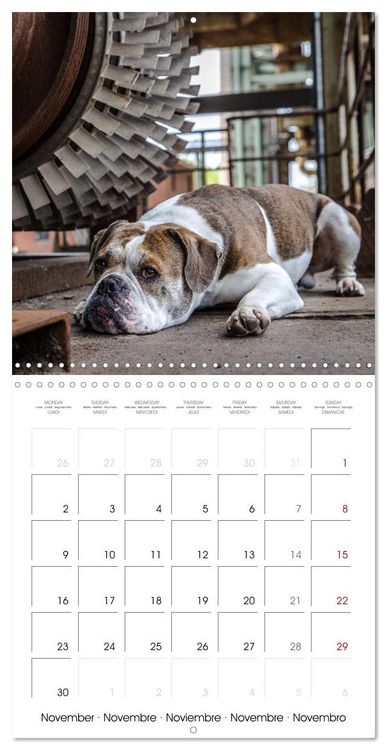 Produktbild: City dogs in the landscape park (Wall Calendar 2026 12 &times; 12 Inch) CALVENDO 12 Month Wall Calendar