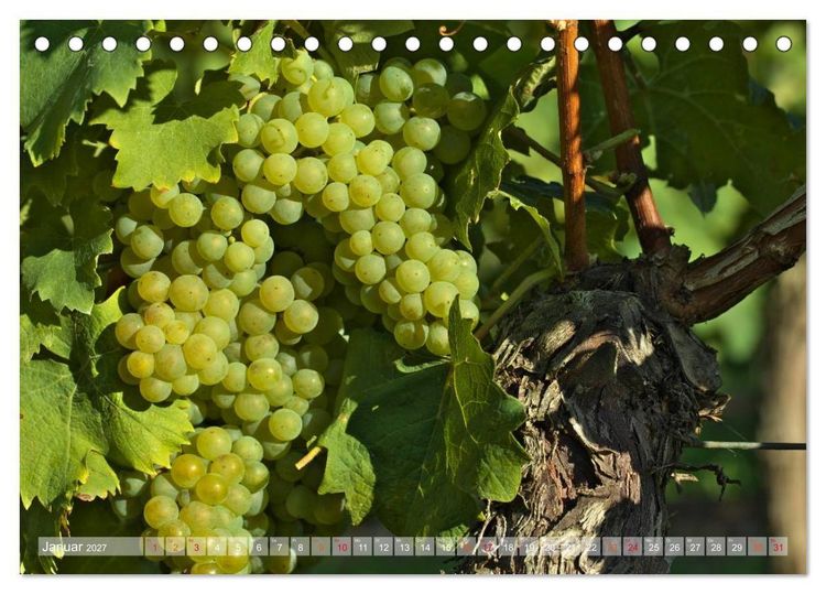 Produktbild: Wein- und Rebsorten aus Rheinland-Pfalz (Tischkalender 2027 DIN A5 quer), CALVENDO Monatskalender