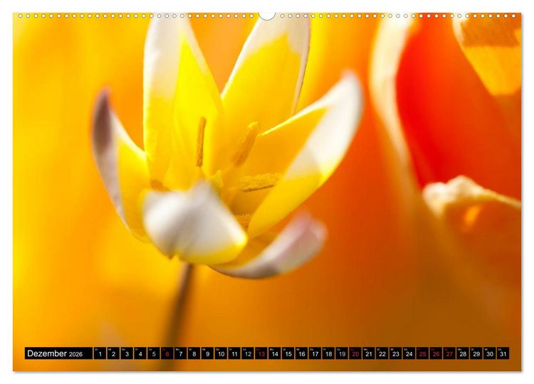Produktbild: BLUMEN Zauber der Farben und Formen (Wandkalender 2026 DIN A2 quer), CALVENDO Monatskalender
