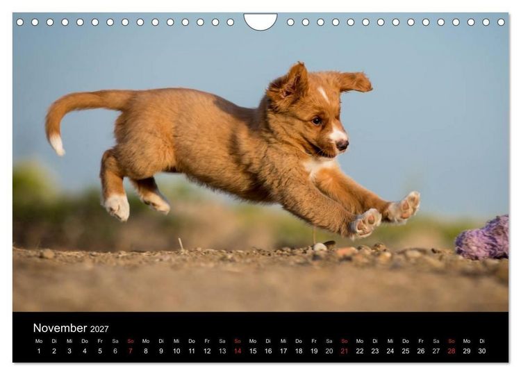 Produktbild: Toller - Nova Scotia Duck Tolling Retriever (Wandkalender 2027 DIN A4 quer), CALVENDO Monatskalender