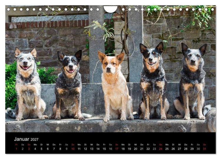 Produktbild: Australian Cattle Dogs zwischen Kunst und Kultur (Wandkalender 2027 DIN A4 quer), CALVENDO Monatskalender