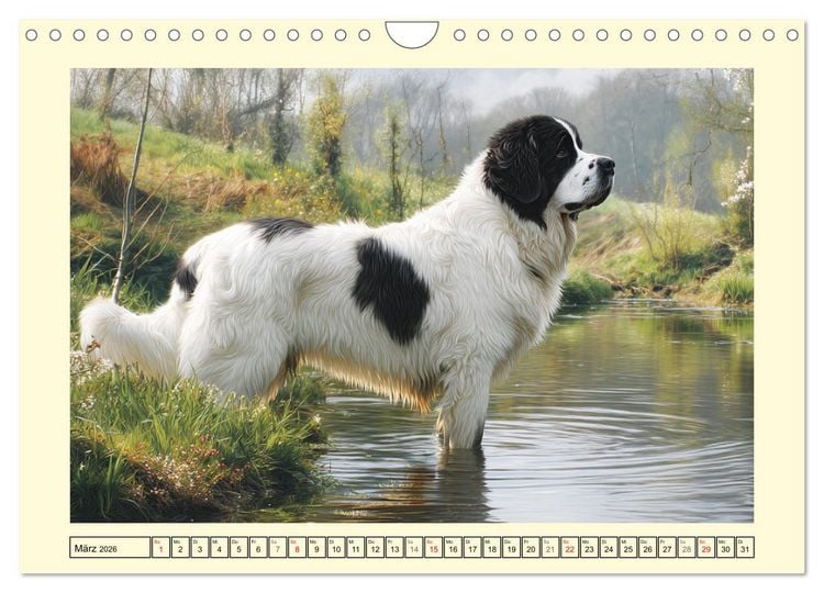 Produktbild: Landseer in der Natur. Majest&auml;tische und sanfte Hundeseelen (Wandkalender 2026 DIN A4 quer), CALVENDO Monatskalender