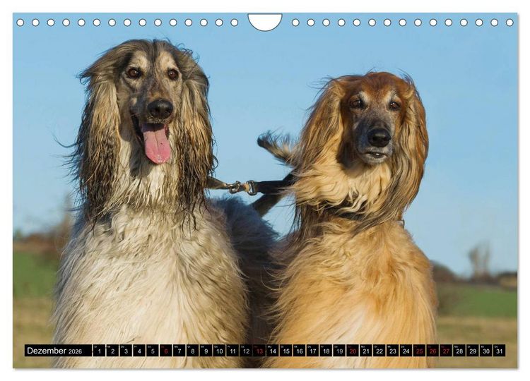 Produktbild: Kinder des Windes - Afghanischer Windhund (Wandkalender 2026 DIN A4 quer), CALVENDO Monatskalender