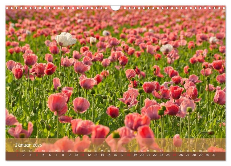 Produktbild: Mohntr&auml;ume (Wandkalender 2026 DIN A3 quer), CALVENDO Monatskalender