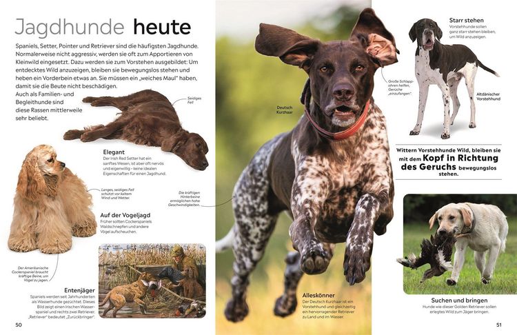 Produktbild: memo Wissen. Hunde