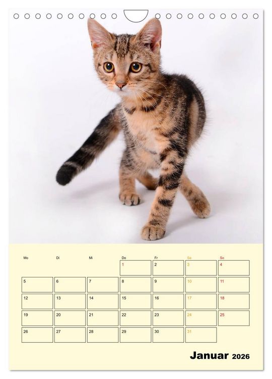 Produktbild: K&auml;tzchen - Theater (Wandkalender 2026 DIN A4 hoch), CALVENDO Monatskalender