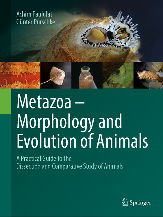 Produktbild: Metazoa &ndash; Morphology and Evolution of Animals