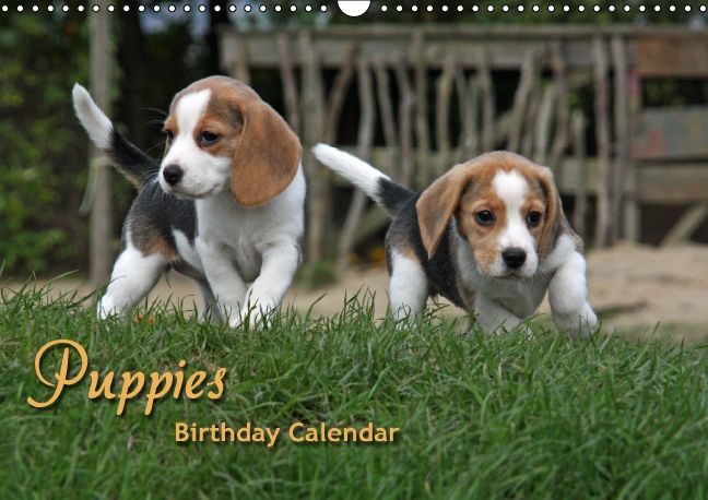 Produktbild: Puppies Birthday Calendar / UK-Version (Wall Calendar perpetual DIN A3 Landscape)