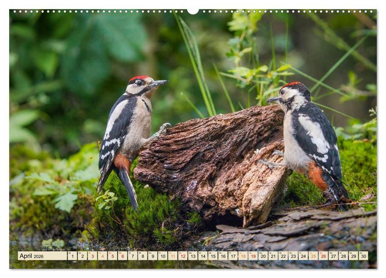 Produktbild: Unsere Vogelvielfalt: Ein Schatz zum Entdecken und Sch&uuml;tzen (hochwertiger Premium Wandkalender 2026 DIN A2 quer), Kunstdruck in Hochglanz